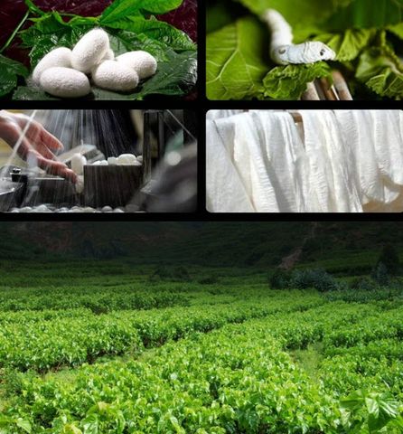 Chăn ga gối phong cách Luxury Real silk Royal room