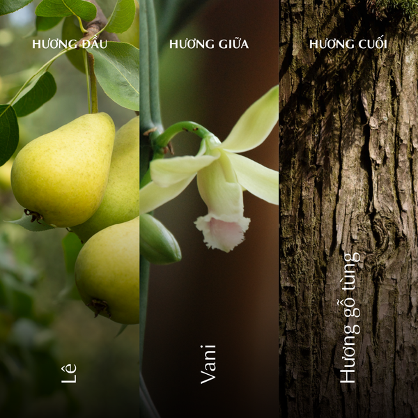 Nến thơm (K2) - Hương Đông - Trắng Bóng Mờ