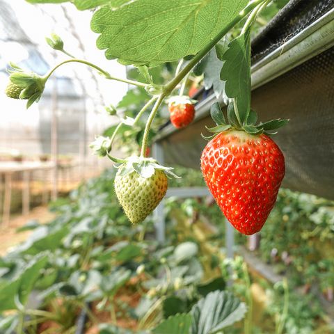  DÂU TÂY NHẬT SKY 