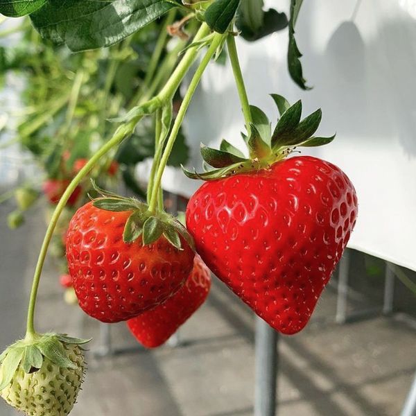  DÂU TÂY HÀN QUỐC 