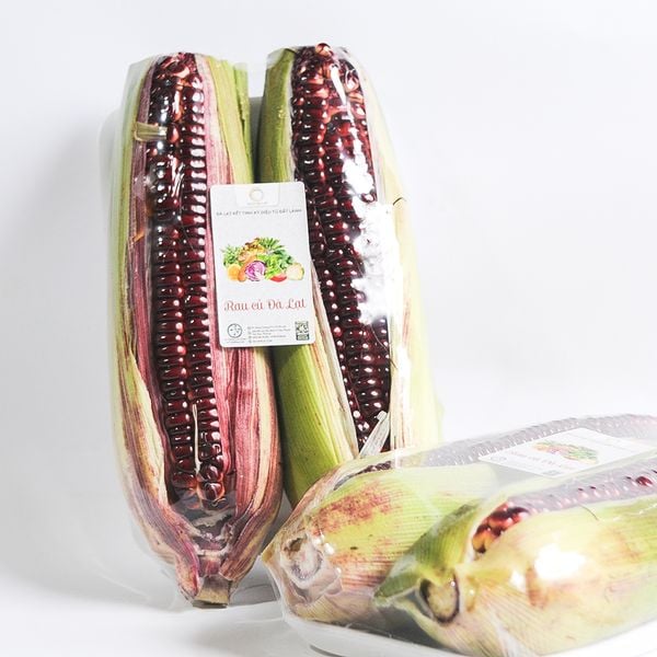  BẮP NỮ HOÀNG TÍM 