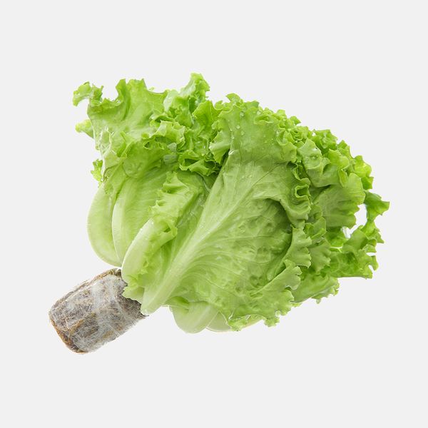  XÀ LÁCH BATAVIA THỦY CANH 