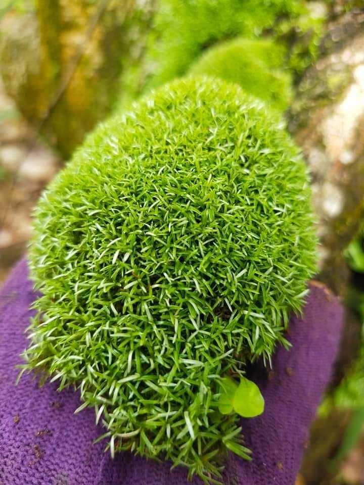 Rêu cỏ siêu bền, khỏe, đẹp cho hồ bán cạn – aquatechvn