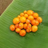  Trứng non 
