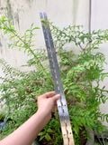 Bản lề piano inox 201, inox 304 (cái) 