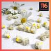  Switch Gateron Milky Yellow Pro 5 Pin | công tắc bàn phím cơ | TKS 