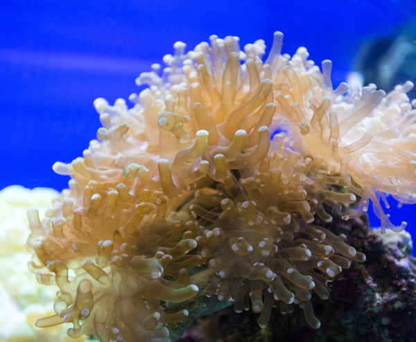  NHA TRANG – BẾN DU THUYỀN ANA MARINA – DU NGOẠN VỊNH SAN HÔ 3N3Đ 