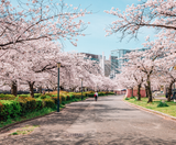  NAGOYA MONO: NAGOYA – HAKONE – FUJI MOUNT – TOKYO – NAGOYA 4N4Đ | BAY VIETNAM AIRLINES 