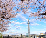  NAGOYA MONO: NAGOYA – HAKONE – FUJI MOUNT – TOKYO – NAGOYA 4N4Đ | BAY VIETNAM AIRLINES 