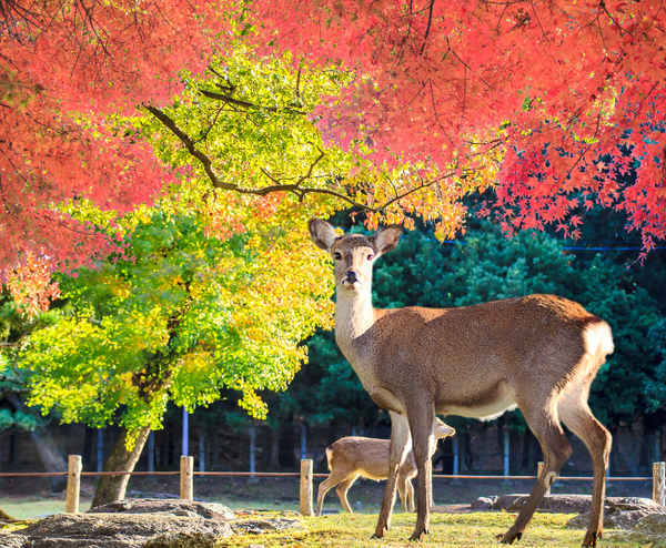  LIÊN TUYẾN NHẬT – HÀN: OSAKA – NARA – KYOTO – INCHEON – NAMI – BIRD PARK – SEOUL 6N6Đ | BAY T'WAY AIR 