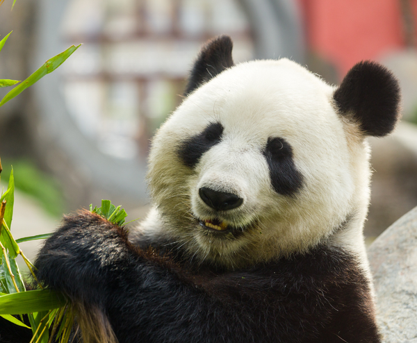  TRÙNG KHÁNH – ĐÔ GIANG YỂN – CỬU TRẠI CÂU – THÀNH ĐÔ 7N7Đ | BAY AIR CHINA 