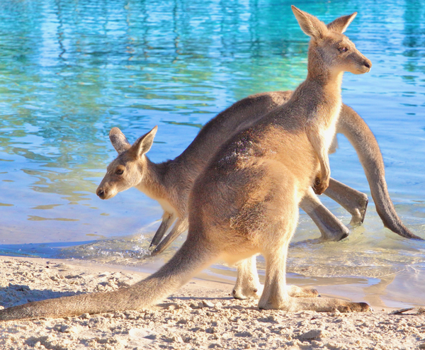  SYDNEY – BLUE MOUNTAIN – SENNIC WORLD 5N4Đ | BAY VIETNAM AIRLINES 