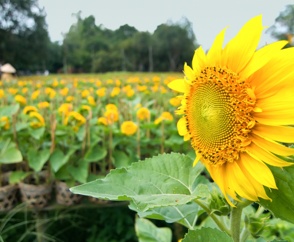  ĐỒNG THÁP – LÀNG HOA SA ĐÉC 1 NGÀY 