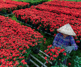  KHÁM PHÁ SẮC XUÂN SA ĐÉC 1 NGÀY 
