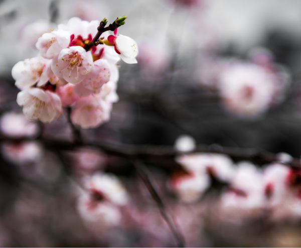  SEOUL – NAMI – LOTTE WORLD – AQUARIUM 4N4Đ | BAY T’WAY AIR 