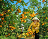  KHÁM PHÁ SẮC XUÂN SA ĐÉC 1 NGÀY 