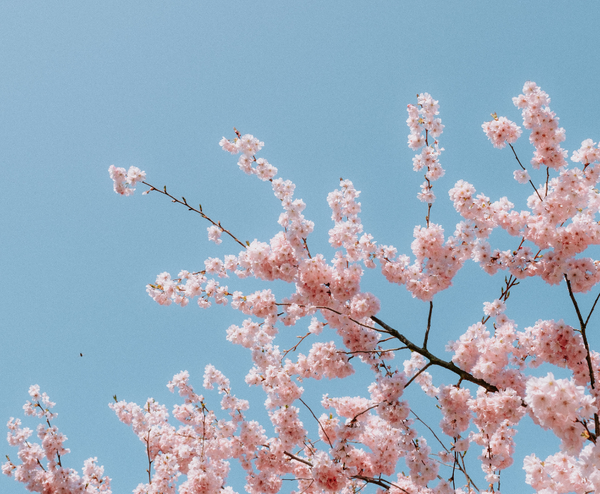  SEOUL – NAMI – EVERLAND 4N4Đ | BAY T'WAY AIR 