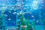  SEOUL – NAMI – AQUARIUM - LOTTE WORLD 4N4Đ 