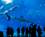  SEOUL – NAMI – EVERLAND 4N4Đ (về sáng) | BAY VIETNAM AIRLINES 