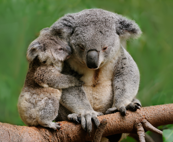  SYDNEY – MELBOURNE 6N5Đ | BAY JESTAR AIRWAYS 