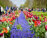  KEUKENHOF - PHÁP – THUỴ SỸ – ĐỨC – HÀ LAN – BỈ 10N9Đ 