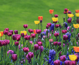  KEUKENHOF - PHÁP – THUỴ SỸ – ĐỨC – HÀ LAN – BỈ 10N9Đ 