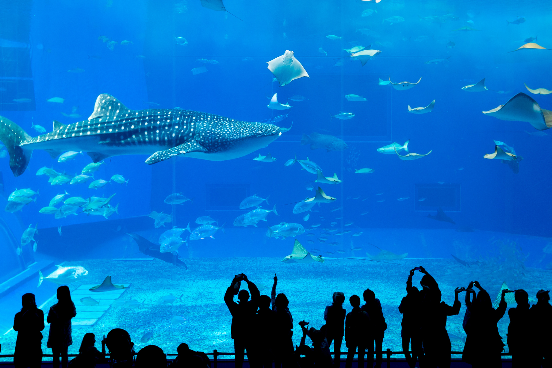  SEOUL – NAMI – AQUARIUM - LOTTE SKY 4N4Đ 