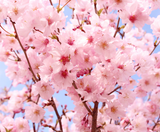  NAGOYA MONO: NAGOYA – HAKONE – FUJI MOUNT – TOKYO – NAGOYA 4N4Đ | BAY VIETNAM AIRLINES 