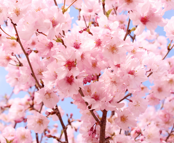  NAGOYA MONO: NAGOYA – HAKONE – FUJI MOUNT – TOKYO – NAGOYA 4N4Đ | BAY VIETNAM AIRLINES 