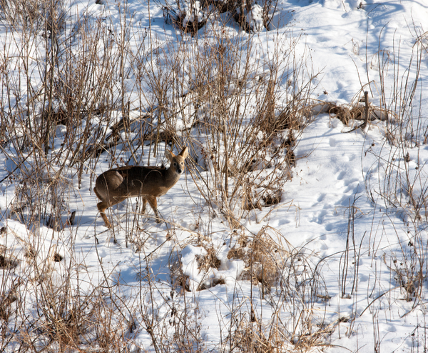  SEOUL – LỄ HỘI CÂU CÁ TRÊN SÔNG BĂNG – ĐẢO NAMI 4N4Đ | BAY T'WAY AIR 