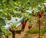  COMBO F&E : ĐÀ LẠT 3N2Đ (TERRACOTTA HOTEL & RESORT DALAT – 4 SAO) 