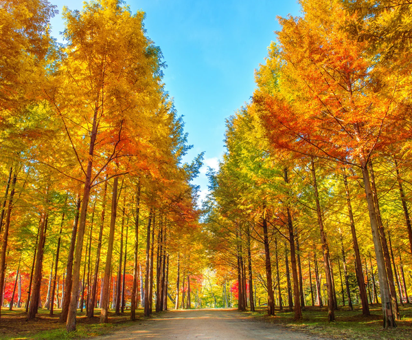  SEOUL – NAMI – LOTTE WORLD 4N3Đ | BAY VIETNAM AIRLINES 