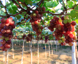  ĐẢO BÌNH HƯNG – VỊNH VĨNH HY 2N2Đ 