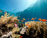  ĐẢO BÌNH HƯNG – VỊNH VĨNH HY 2N2Đ 