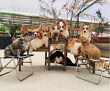  ĐÀ LẠT 3N3Đ – BEST SELLER 