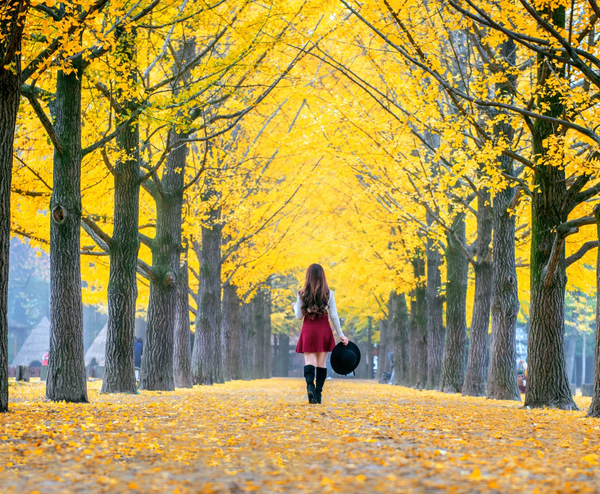  BUSAN – SEOUL – NAMI – EVERLAND 5N5Đ | BAY VIETJET AIR 