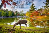  OSAKA–KOBE–NARA - KYOTO- FUJI- TOKYO–NARITA 5N5Đ” 