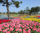  LIÊN TUYẾN TRUNG - HÀN - NHẬT 5N5Đ: TRẢI NGHIỆM DU THUYỀN MSC BELLISSIMA 