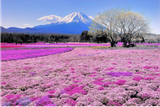  OSAKA–KOBE–NARA - KYOTO- FUJI- TOKYO–NARITA 5N5Đ” 