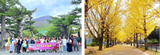  NARITA -TOKYO-FUJI -YAMANASHI-NIKKO - 4N4Đ 
