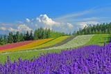  HOKKAIDO – NOBORBETSU – OTARO - SAPPORO – 5N4D 