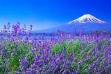  NAGOYA–HAKONE–FUJI MOUNT–TOKYO–NAGOYA - 4N4D 