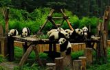  CHƯƠNG TRÌNH MÙA THU: TRÙNG KHÁNH – ĐÔ GIANG YỂN  CỬU TRẠI CÂU – THÀNH ĐÔ 