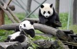  TRUNG QUỐC 7N7Đ: TRÙNG KHÁNH – ĐÔ GIANG YỂN - CỬU TRẠI CÂU – THÀNH ĐÔ 