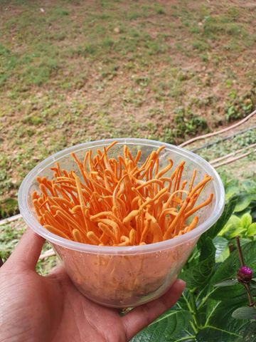  Nấm đông trùng hạ thảo sinh khối tươi 