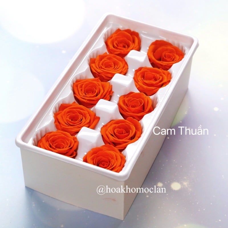 Chụp thủy tinh / Quả cầu thủy tinh hoa hồng khô vĩnh cửu hình cầu (size 12cm)