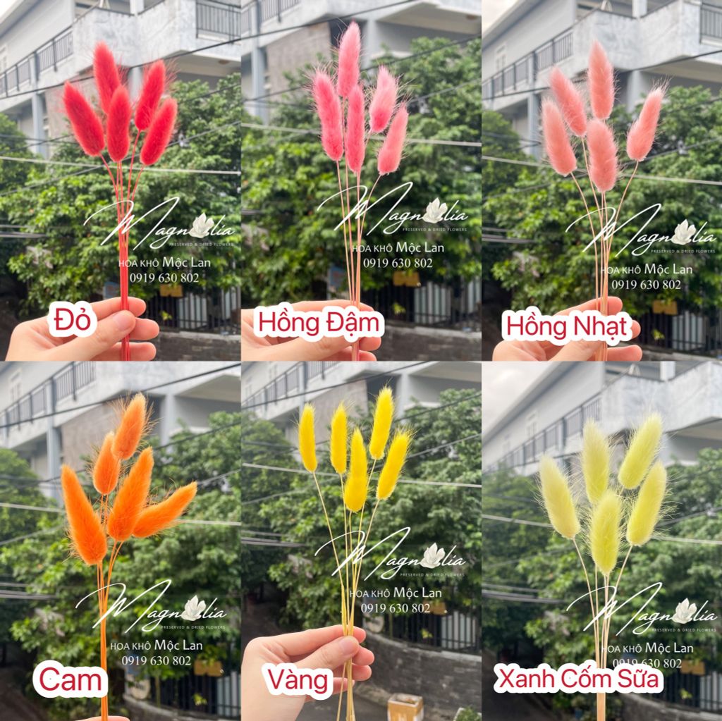 Hoa Khô Cỏ Đuôi Thỏ Lagurus Bunny Tails