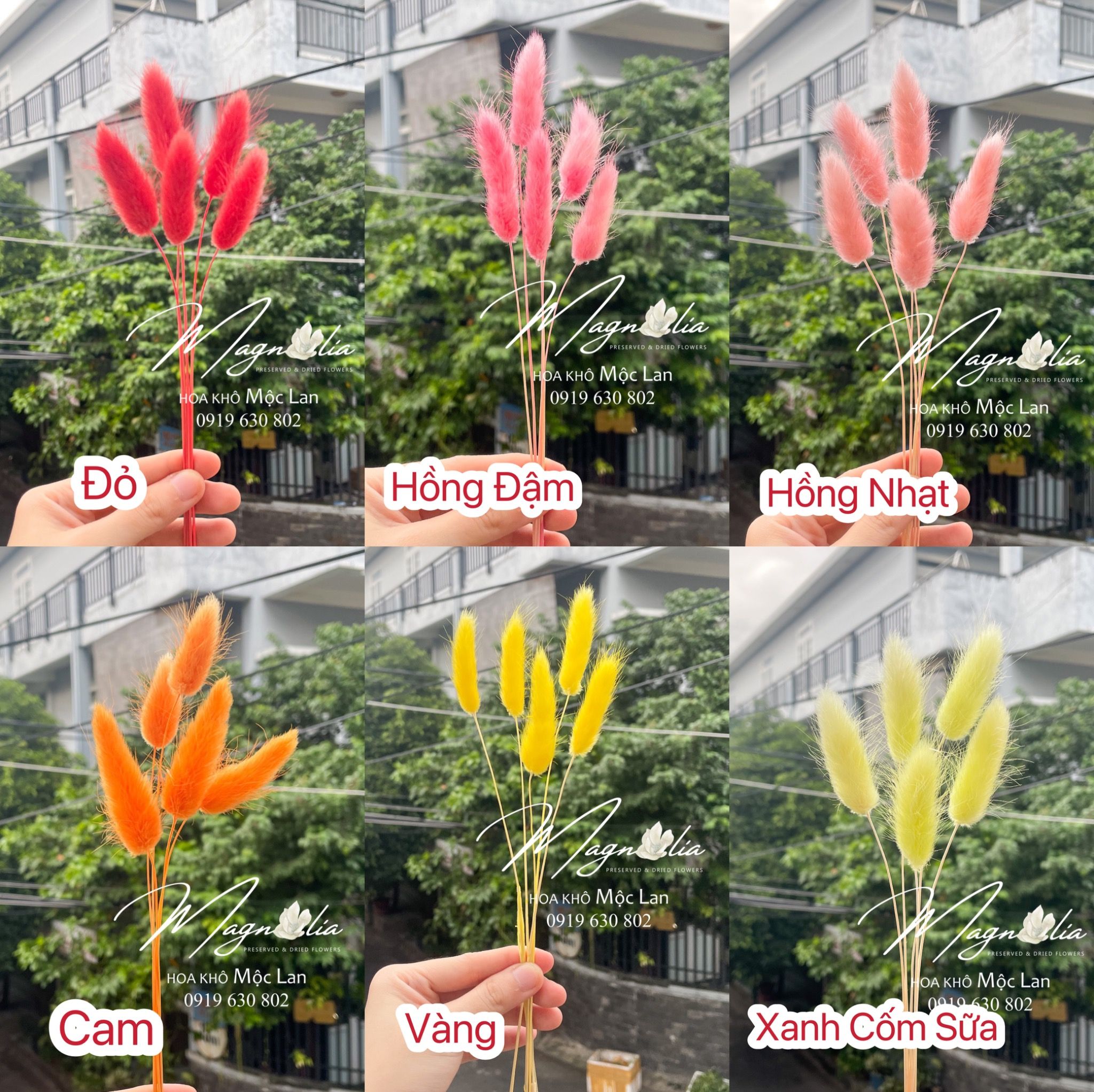  Hoa Khô Cỏ Đuôi Thỏ Lagurus Bunny Tails 