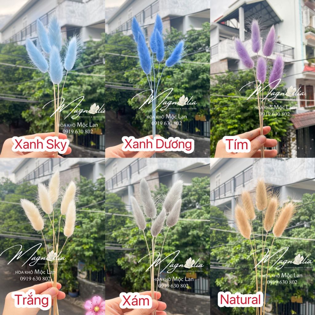 Hoa Khô Cỏ Đuôi Thỏ Lagurus Bunny Tails