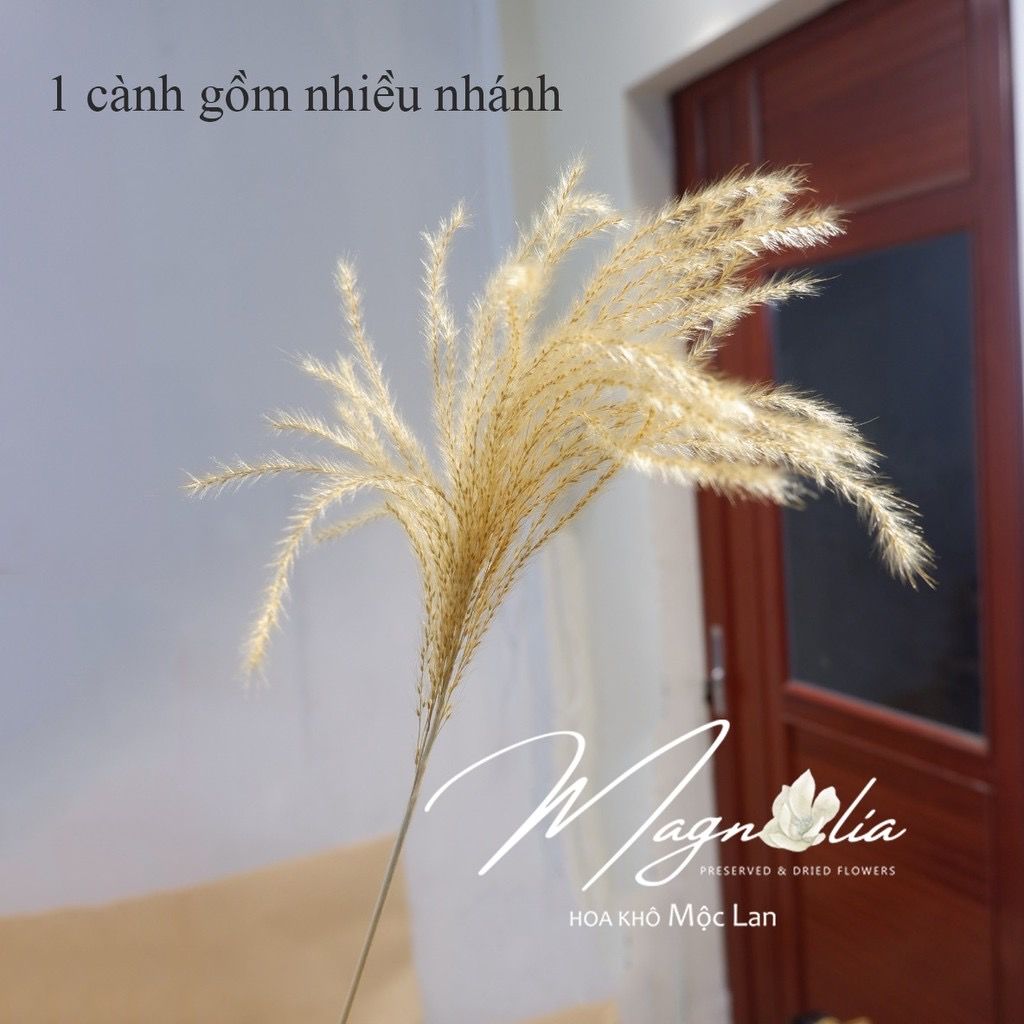 Hoa Cỏ Khô Miscanthus